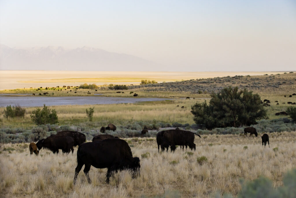 Antelope island state park 1 4