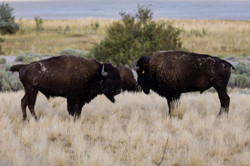 Antelope island state park 1 5