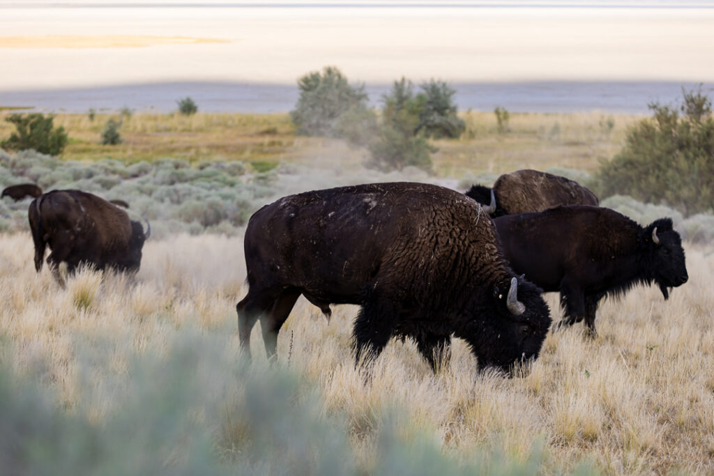 Antelope island state park 1 6