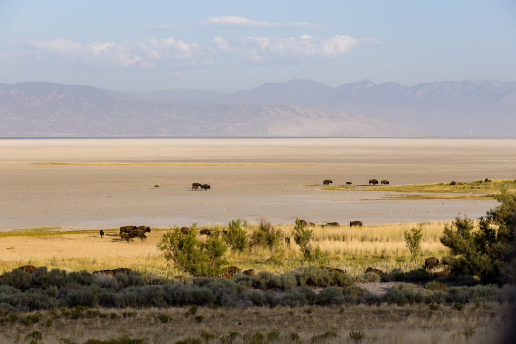 Antelope island state park 1 7